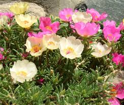 Image result for Portulaca foliosa