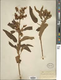 Image result for Dissotis melleri