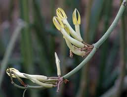 Image result for Ceropegia namuliensis