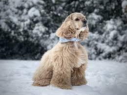 Image result for americký kokršpaněl