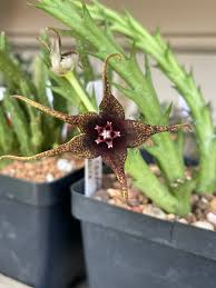 Image result for Orbea caudata