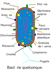 Bacteria Graph Clip Art At Clker Com Vector Clip Art