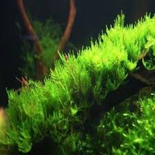 Vesicularia Reticulata Erect Moss Planted Aquarium Water Plants Aquatic Plants