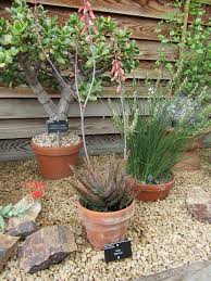 Image result for Ledebouria macowanii