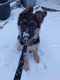 Black And White German Shepherd Lab Mix Snow Day Storyful Dog Best Pinterest Dog Profile All German Shepherd German Shepherd Puppies German Shepherd Husky German Shepherd Husky Dog Training Dogs