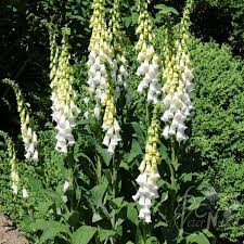 digitalis purpurea alba peter c nijssen bepflanzung pflanzen garten