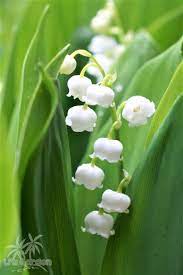 草本類】 ドイツスズラン Convallaria majalis 〈落葉多年草（球根類）〉 | リアガーデン