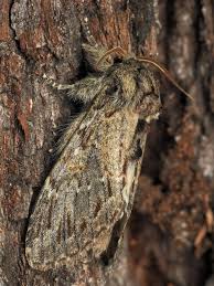 Image result for Peridea anceps