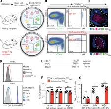 Germinal Center Antibody Mutation Trajectories Are