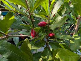 Image result for Synsepalum