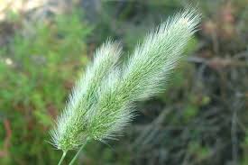 Image result for Polypogon