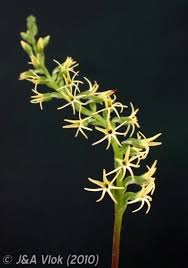 Image result for Holothrix villosa