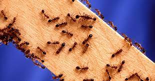 Good pest control companies usually use the chemicals that are less dangerous to human health. Common Pest Control Chemicals For Pest Control Businesses