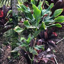 Image result for Tinnea coerulea