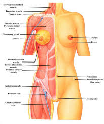 Show Pictures Integumentary System Organs And Organ Systems Integumentary System Human Body Organs Human Body Anatomy