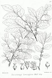 Image result for Flueggea