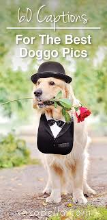 Sets in the java collection framework for this week's lab, you will use two of the classes in the java collection framework: 60 Paw Fect Instagram Captions For Dog Pics Xoxobella