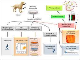 Want to know more about pet cancer? Canine Bone Marrow Derived Mesenchymal Stem Cells Genomics Proteomics And Functional Analyses Of Paracrine Factors Sciencedirect