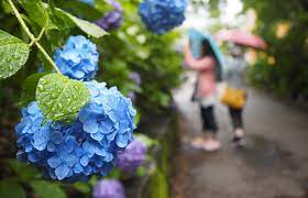 梅雨时节的身体不良反应以及应对方法| All About Japan