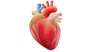 The inflammation is generally mild and goes. Heart Inflammation Causes A Shift In Cell Fate Distribution Lifespan Io