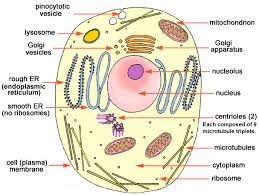Model that describes the arrangement and movement of the molec…. Cell Biology Grade 11 Science Notes Tyrocity