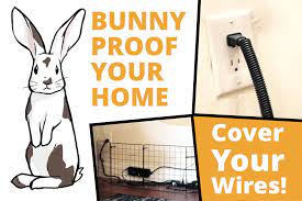 The Pros And Cons Of Having Rabbits As House Pets
