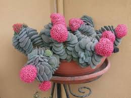 Image result for Crassula morrumbalensis