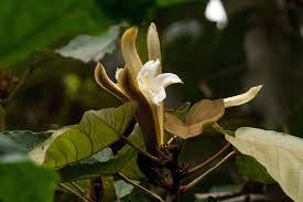 Image result for Pterospermum acerifolium