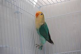 Par Blue Fischer S Lovebird African Lovebirds Love Birds Parrot