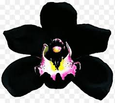 Dracula Simia png images | PNGEgg