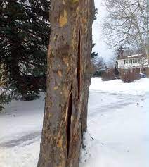Royalty free clipart, extended license available. Frost Cracks In Trees Msu Extension