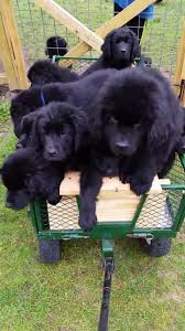 Find newfoundland puppies for sale and dogs for adoption. Hibernian Farm Newfoundlands Home Facebook