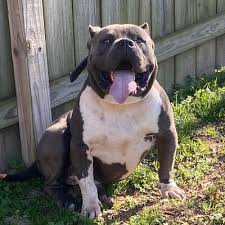 Sunline S King Of Arsenal Bully Pedigrees Dog By Jose Luis Estrada