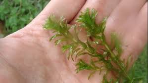 Image result for Hydrolea brevistyla