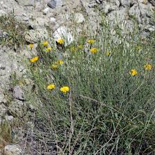 Image result for Launaea