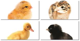 Credible agro & land ltd. Agroland Aduce Cei Mai Buni Pui De O Zi Tion
