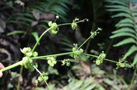 Image result for Limnophyton