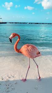 Aruba Renassaince Private Island Flamingo Wallpaper Flamingo Pictures Animals