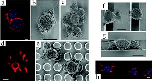 This guide contains general technical information for working with animal cells in culture, including media, subculturing, cryopreservation, and contamination. Advanced Cell Culture Platforms A Growing Quest For Emulating Natural Tissues Materials Horizons Rsc Publishing Doi 10 1039 C8mh00803e