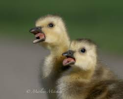 American Coot. Check out the size of those silly feet!