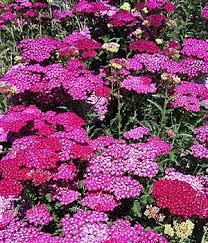 Achillea Flower Burst Red Shades New Flowers Landscape Design Courses Perennials