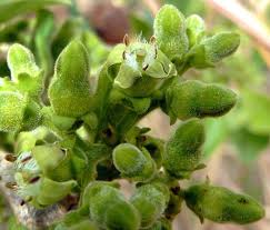 Image result for Vangueria