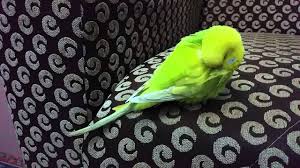 Muhabbet Kusu Nasil Uyur How To Sleep Parakeet Youtube
