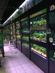 Koelle Zoo Aquarium Fish Store Aquarium Shop Aquarium Store