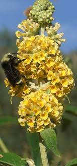 Buddleia X Weyeriana Sungold Butterfly Bush Butterfly Bush Southern Garden Plants That Attract Butterflies