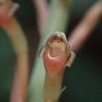 Image result for Manniella