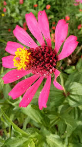 Image result for Zinnia angustifolia