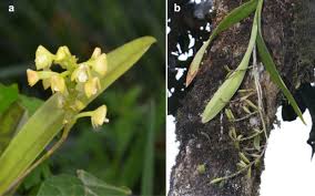 Image result for Polystachya epiphytica
