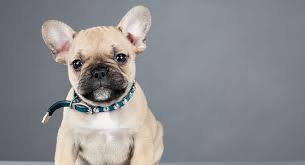 The head is large and square, with heavy wrinkles rolled above the extremely short nose. Mini French Bulldog A Guide To The Teacup Sized Miniature Frenchie