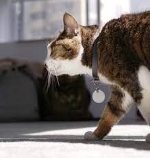 If you want to read similar articles to. Why Does Your Cat Follow You Everywhere 7 Cool Reasons Why